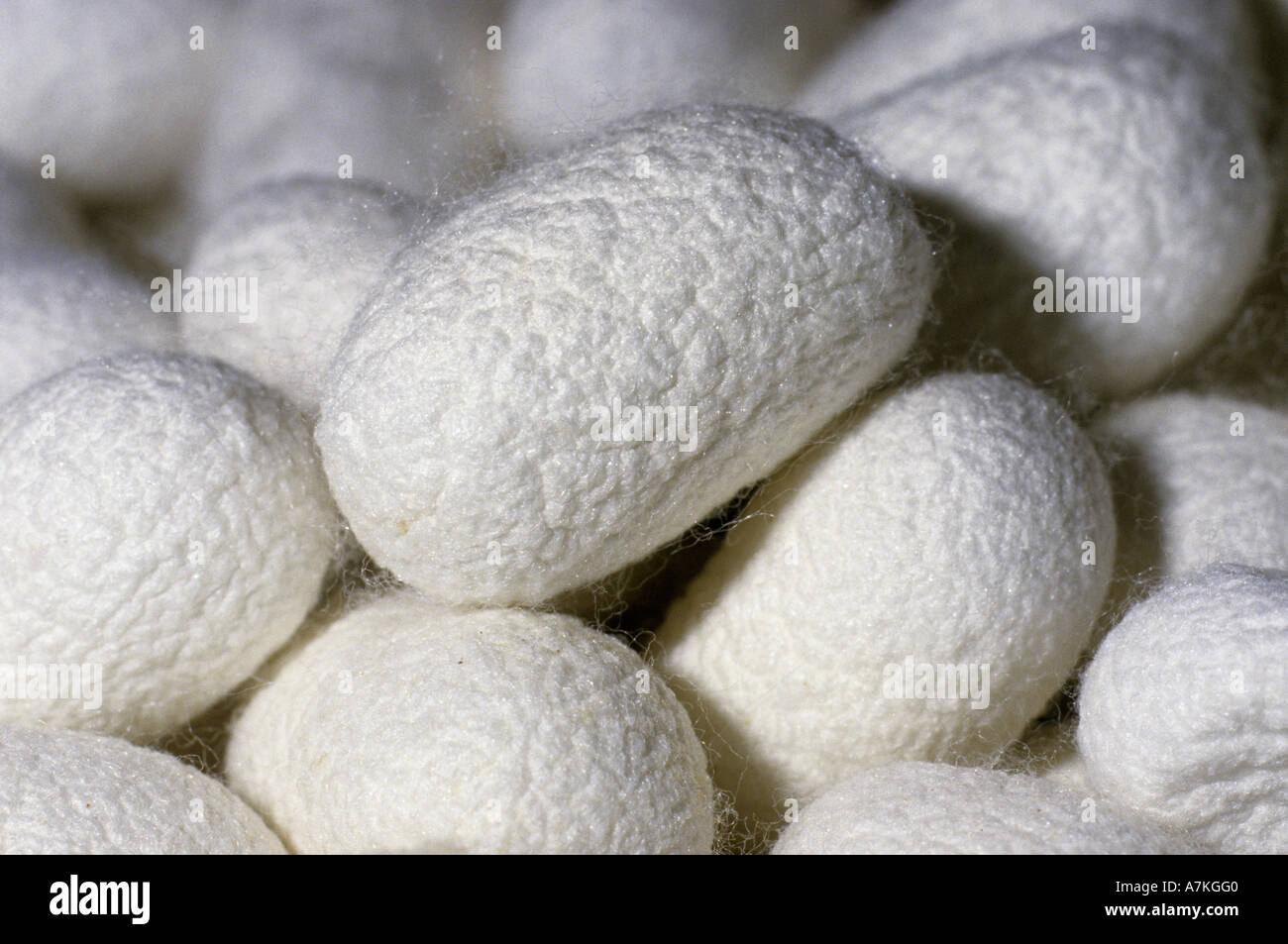 Silkworm cocoons before silk is extracted for textile manufacture China Stock Photo