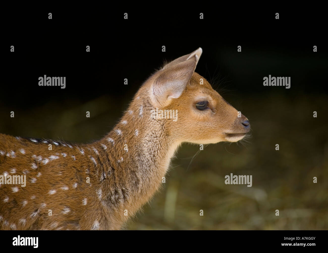 Axis deer antelope animal hi-res stock photography and images - Alamy