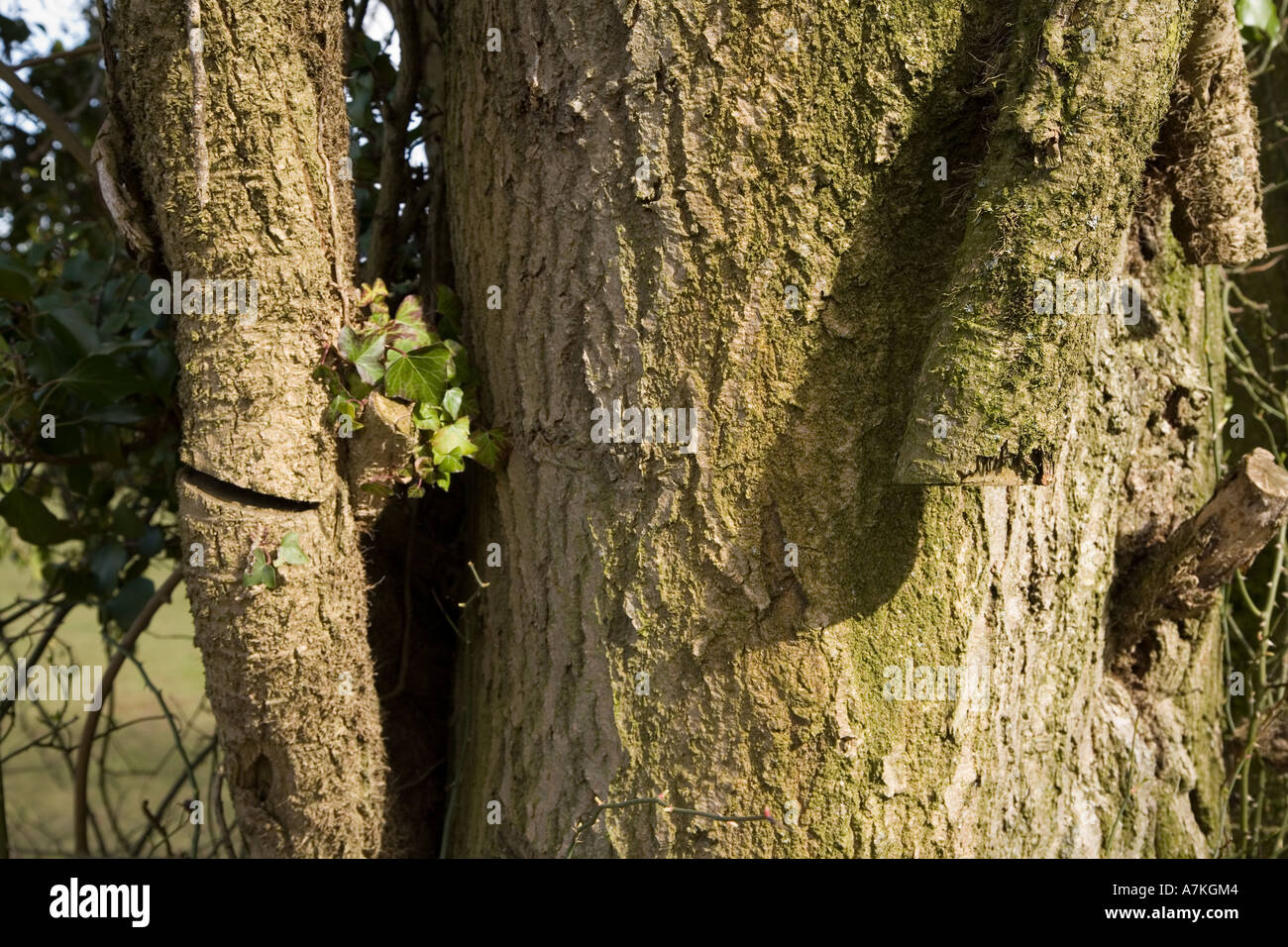 Thick ivy Hedera spp stem climbing tree trunk and stem cut to kill it