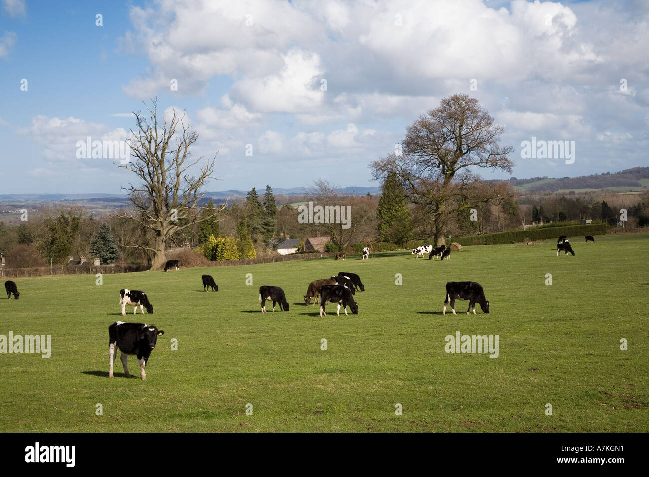 Black cows with white calves hi-res stock photography and images - Alamy