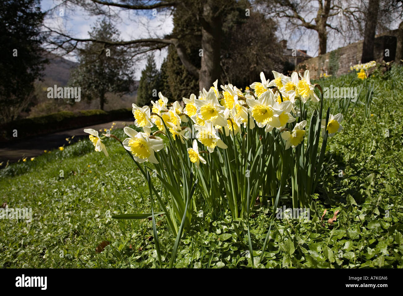Group of daffodils in garden Wales UK Stock Photo