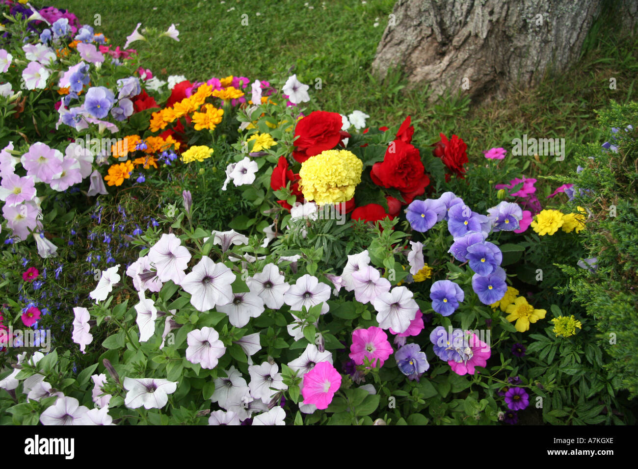 MultiColored Flowers in Baddeck, Nova Scotia Stock Photo Alamy
