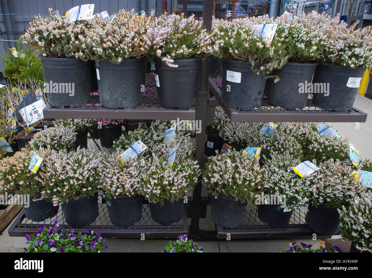 Plants for sale at a nursery Stock Photo - Alamy