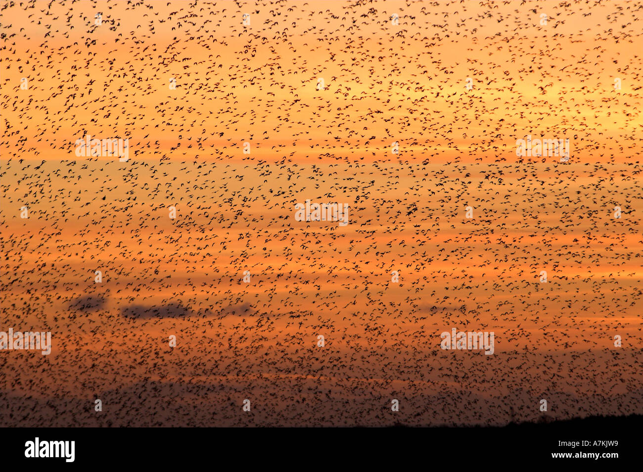 Starlings gathering to roost at sunset in winter Sturnus vulgaris Stock Photo