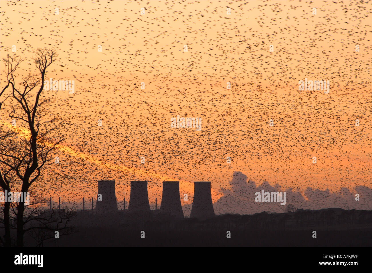 Starlings gathering to roost at sunset in winter Sturnus vulgaris Stock Photo