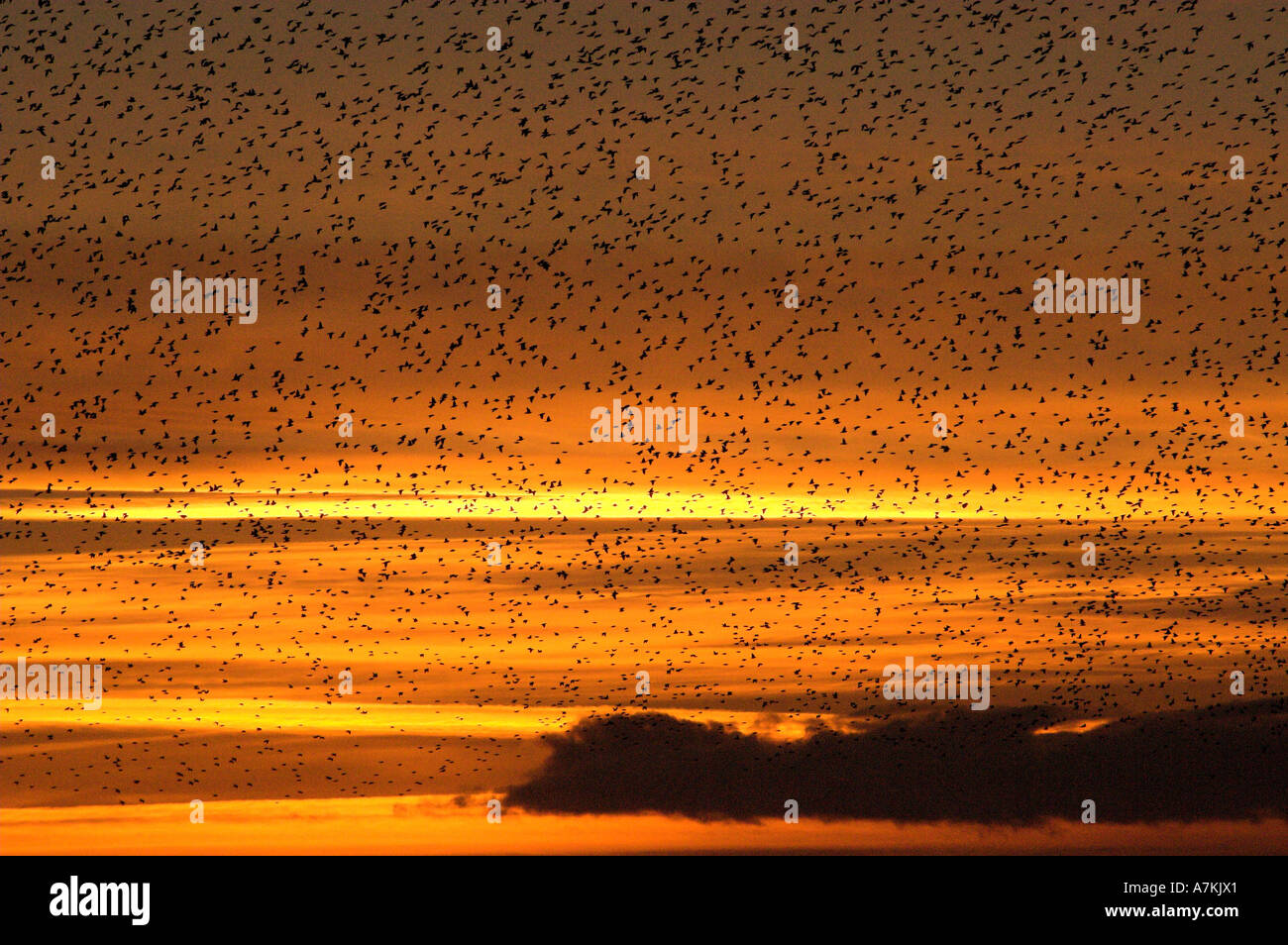 Starlings gathering to roost at sunset in winter Sturnus vulgaris Stock Photo