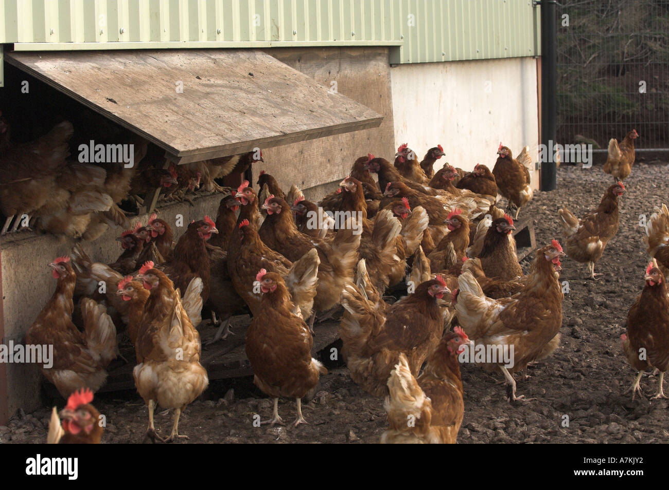 Free Range hens near to thier shed Stock Photo Alamy