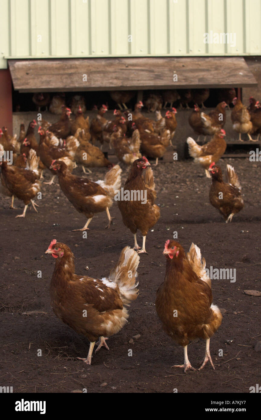 Free Range hens near shed Stock Photo Alamy