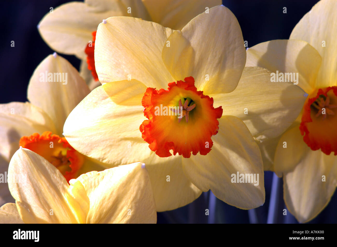 Daffodils in sunlight Stock Photo