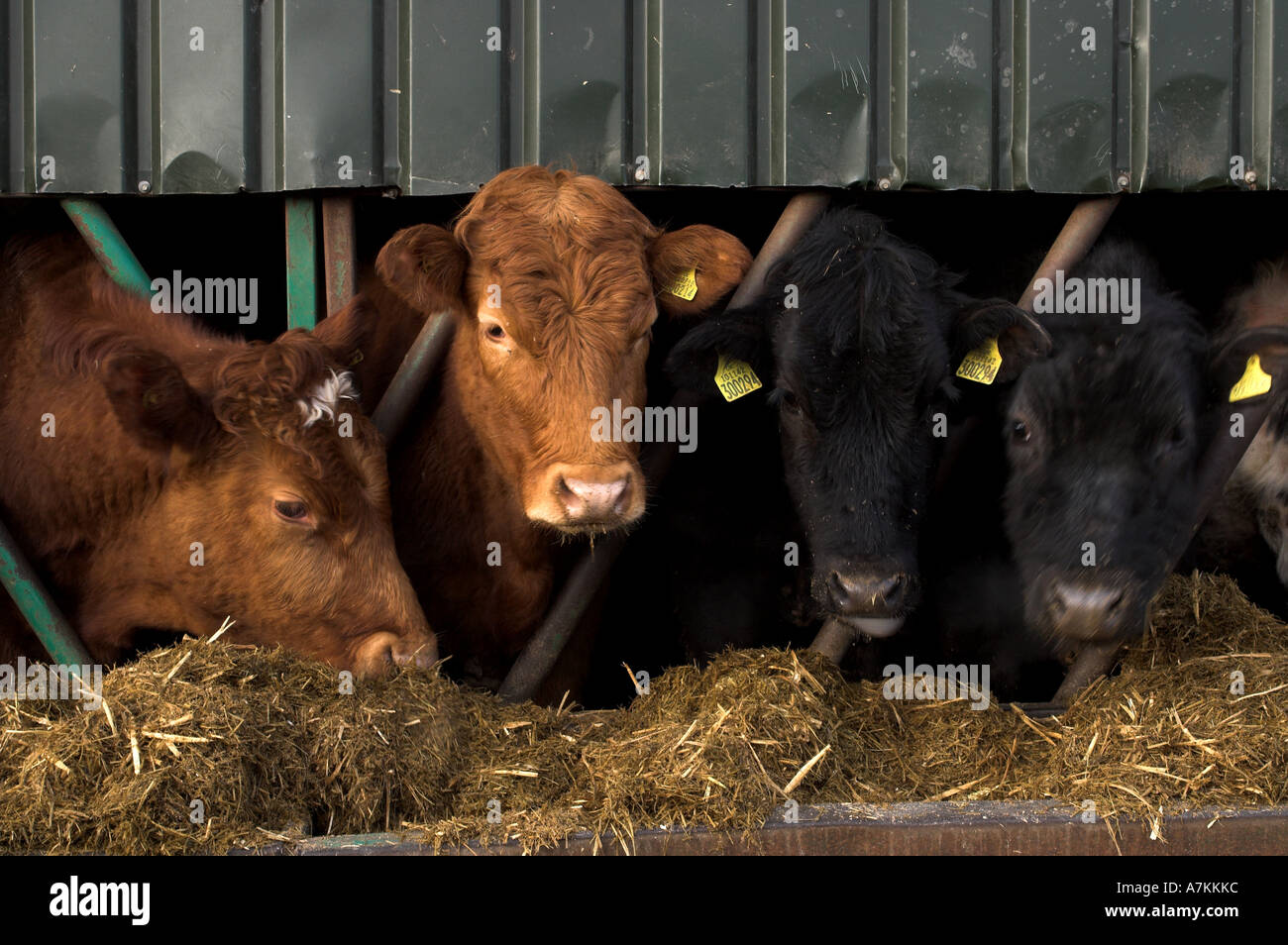 Feed barriers hi-res stock photography and images - Alamy