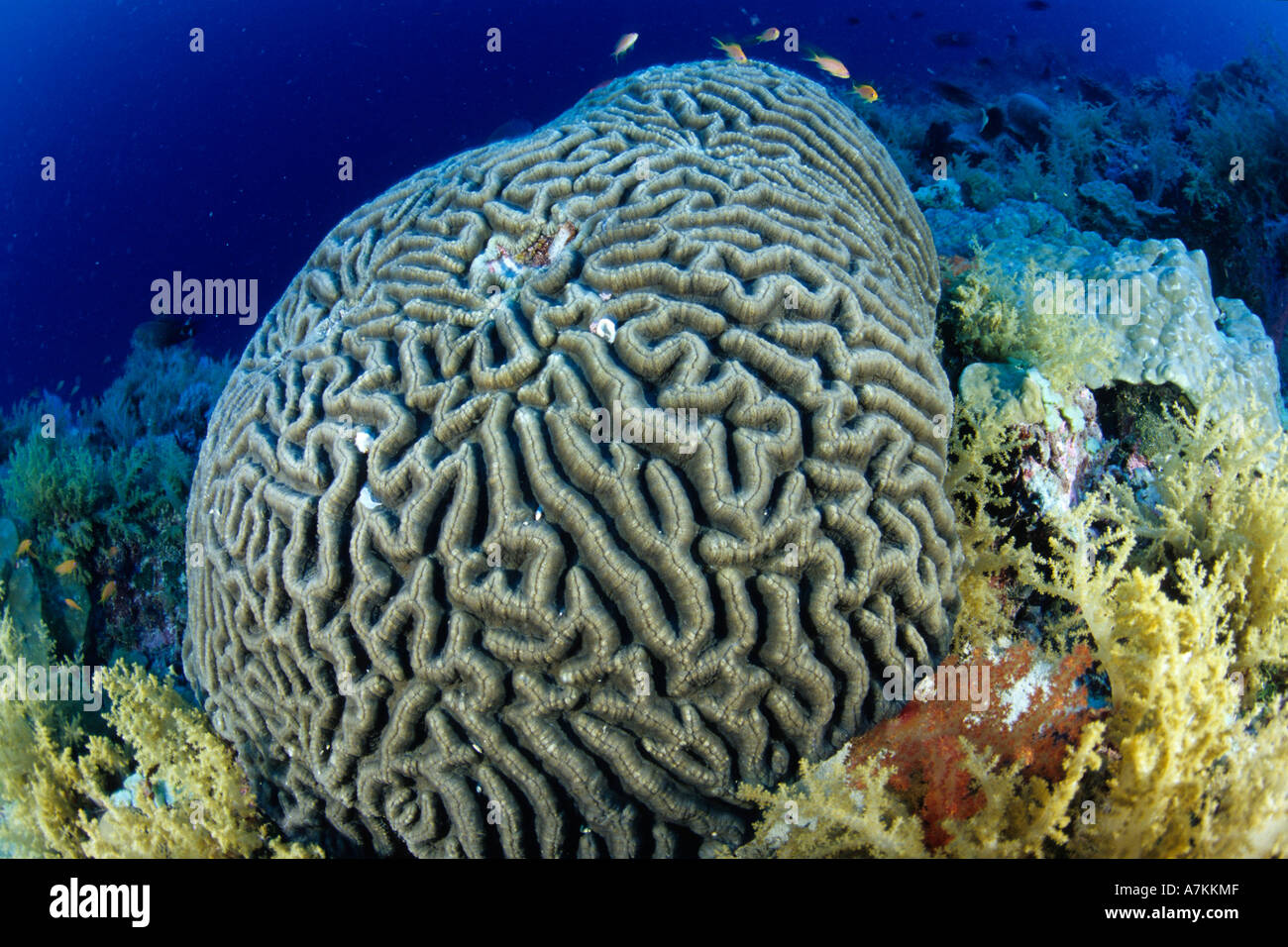 Brain Coral Platygyra lamellina Seychelles Aldabra Atoll Indian Ocean Stock Photo