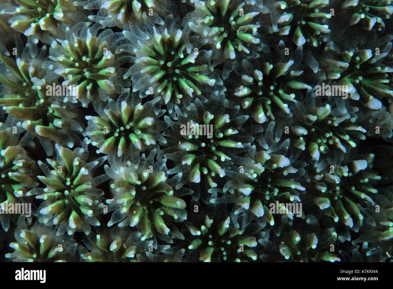 Polyps of mushroom coral Galaxea astreata Seychelles Aldabra Atoll Indian Ocean Stock Photo