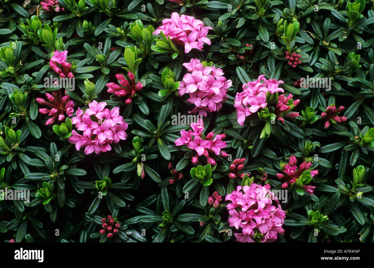 Daphne petraea, fragrant pink Spring flowers, garden plant daphnes Stock Photo
