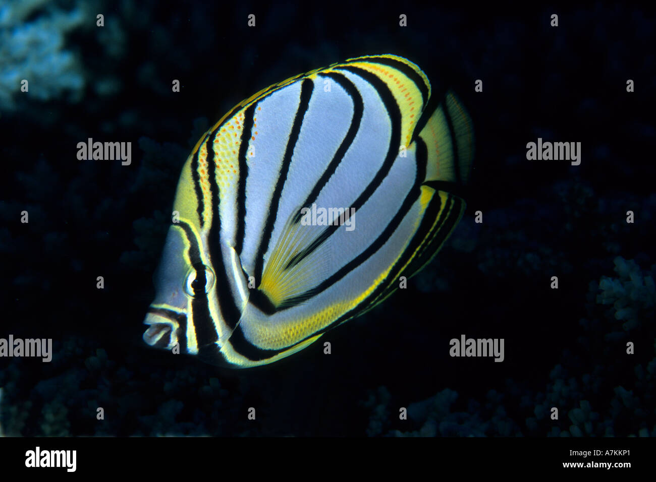 Meyer s butterflyfish Chaetodon meyeri Seychelles Aldabra Atoll Indian Ocean Stock Photo