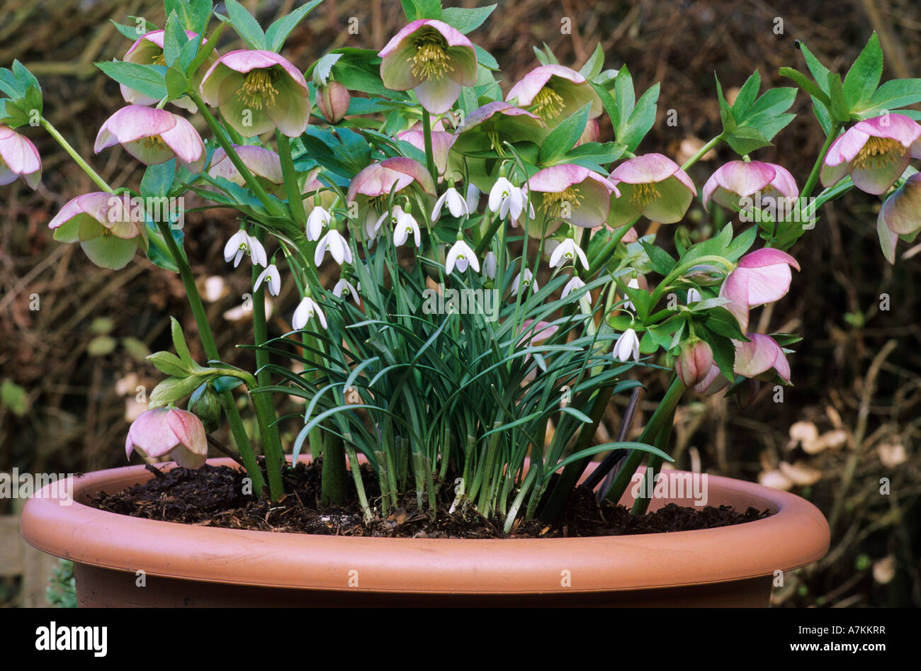 Helleborus orientalis hybrids Galanthus snowdrops container pot Stock Photo  - Alamy