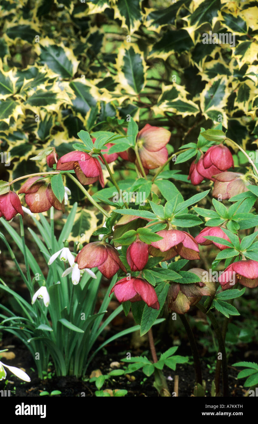 Helleborus orientalis hybrids, galanthus, variegated Ilex, holly