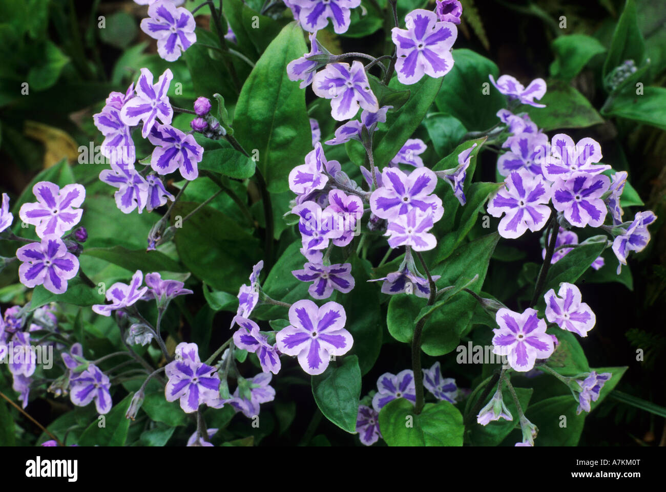 Omphalodes cappadocica Starry Eyes Stock Photo
