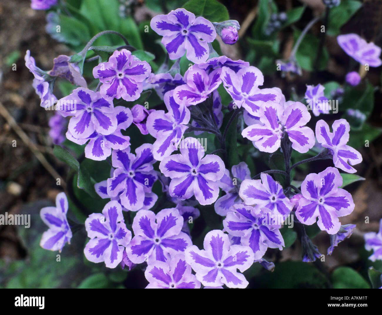Omphalodes cappadocica Starry Eyes Stock Photo