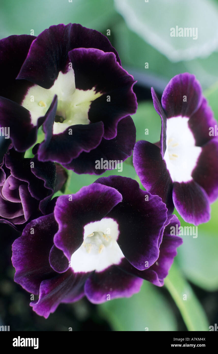 Primula auricula Alpine variety Stock Photo