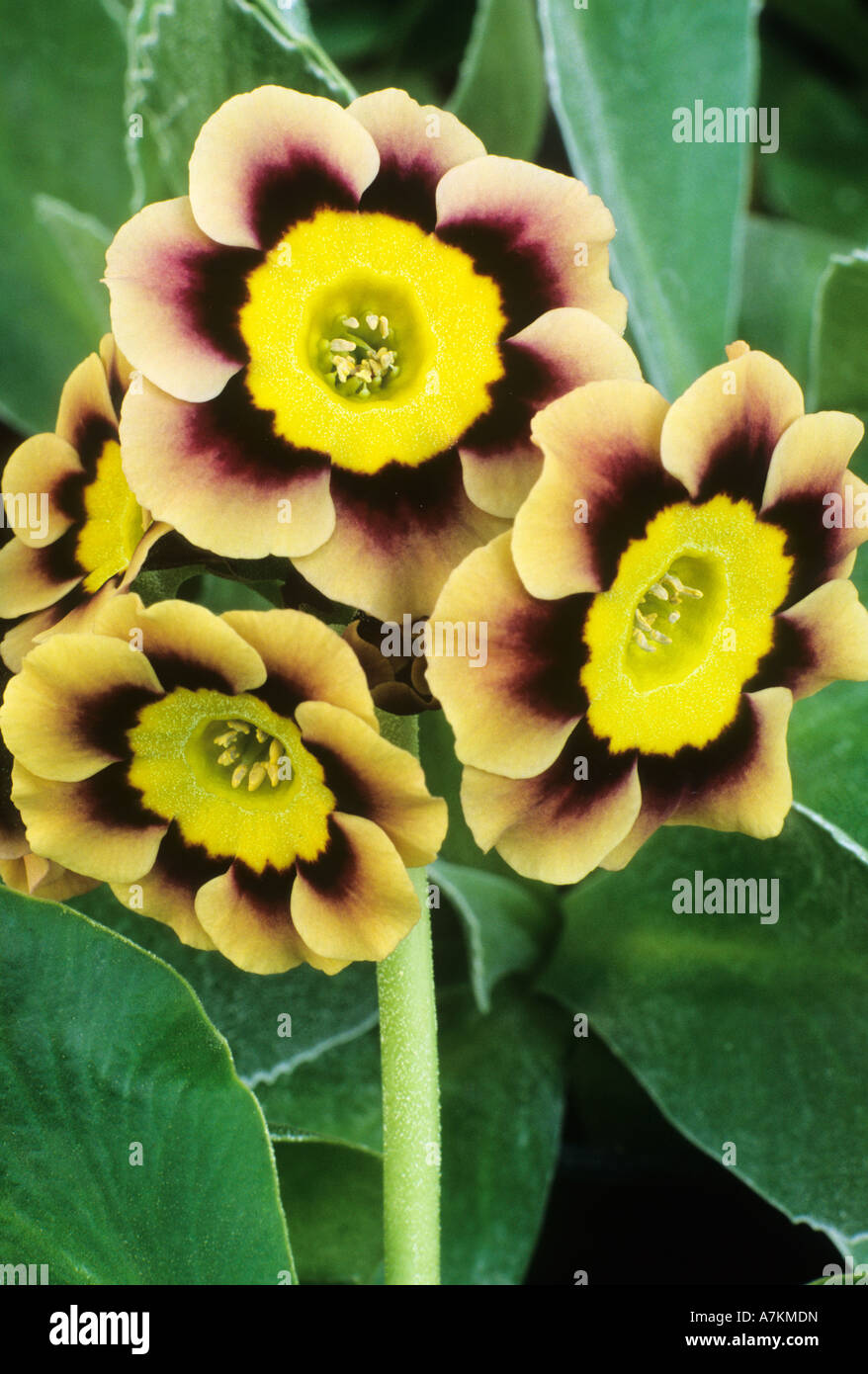 Primula auricula Sirius alpine auricula Stock Photo