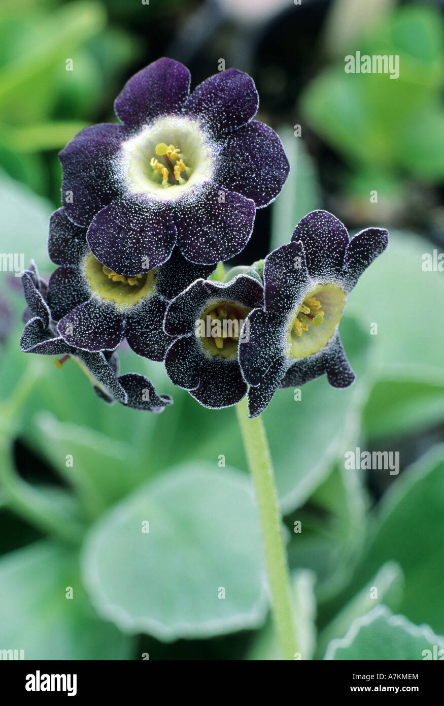 Primula auricula Starling border auricula Stock Photo