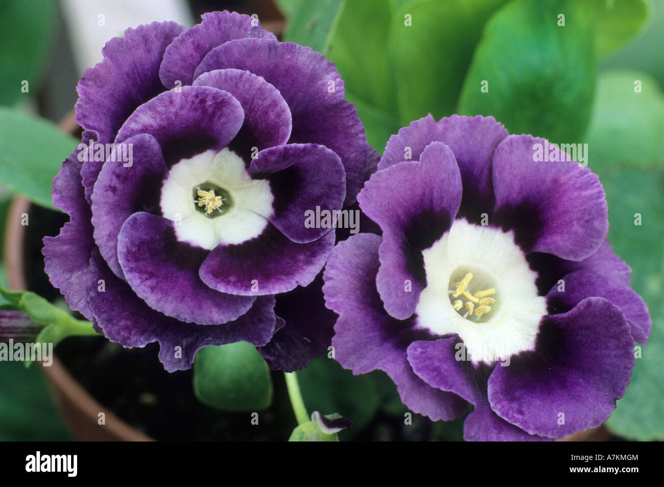 Primula auricula alpine variety Stock Photo