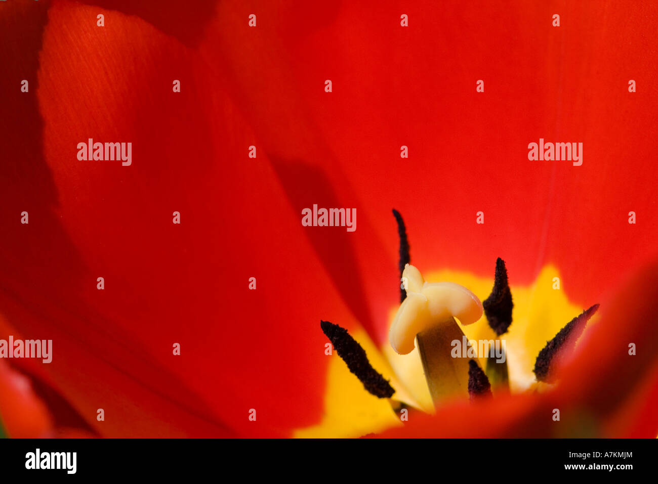 Tulip heads in close up hi-res stock photography and images - Alamy