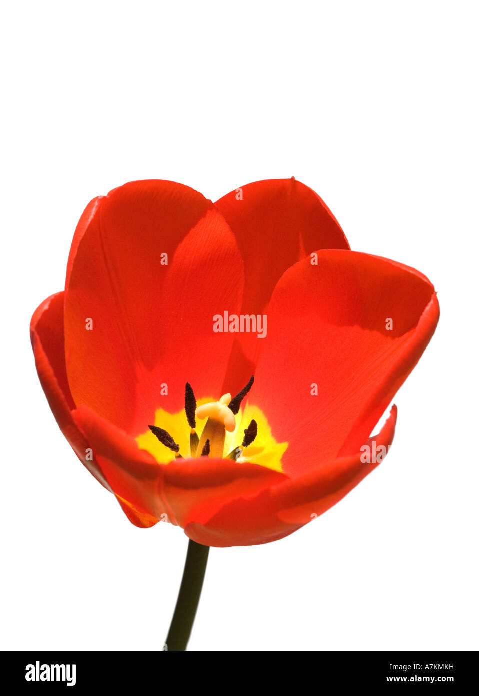 Tulip isolated against a white background Stock Photo - Alamy