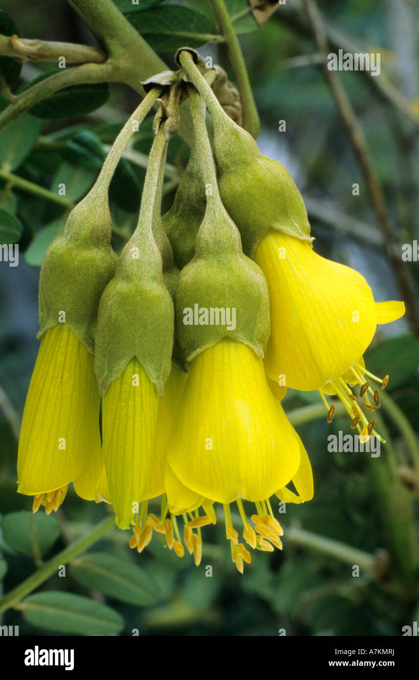 Sophora microphylla 'Sun King', Kowhai, yellow flowers, garden plant sophoras Stock Photo