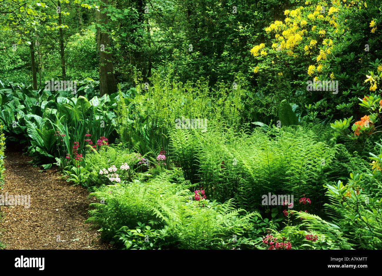 Woodland garden, ferns, azalea, lysichiton, yellow flower Rhododendron