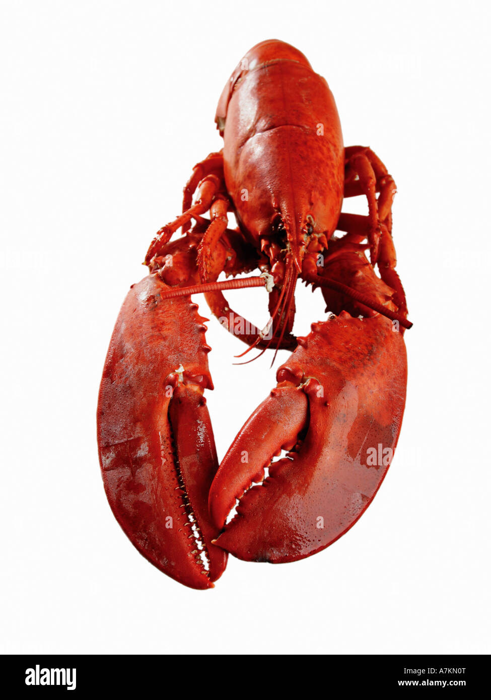 Whole cooked lobster on white background cut out Stock Photo
