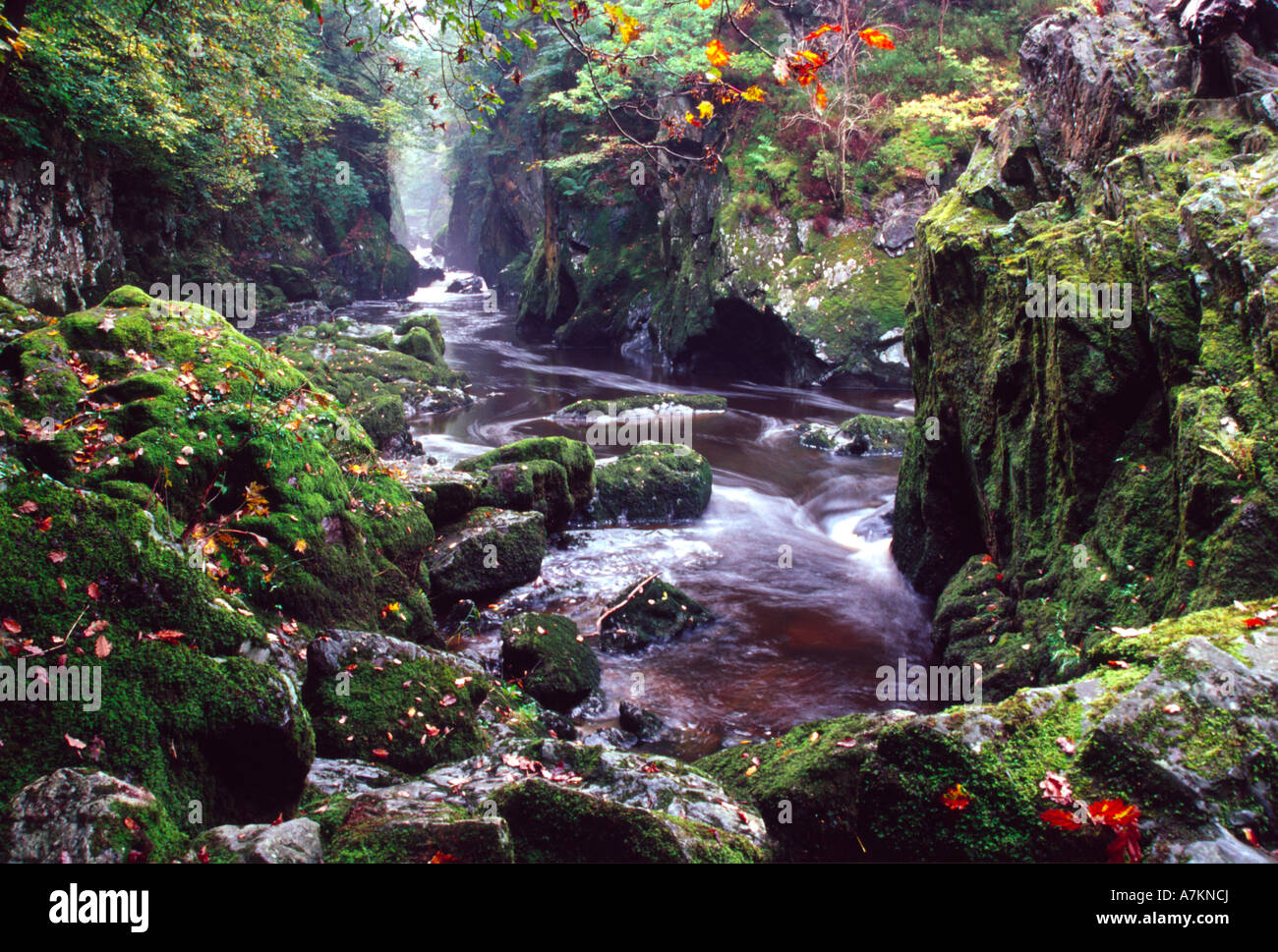 fairy glen river conwy autumn colours near betwsycoed snowdonia