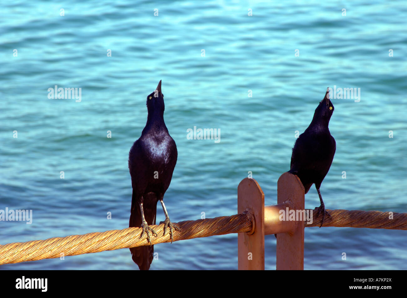 Two birds looking skywards Stock Photo
