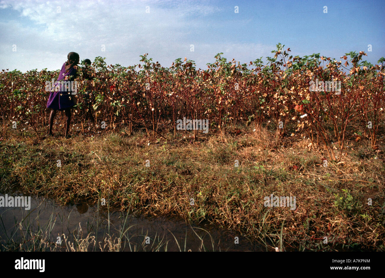 Wadi Medani Sudan Cotton Plantation Stock Photo