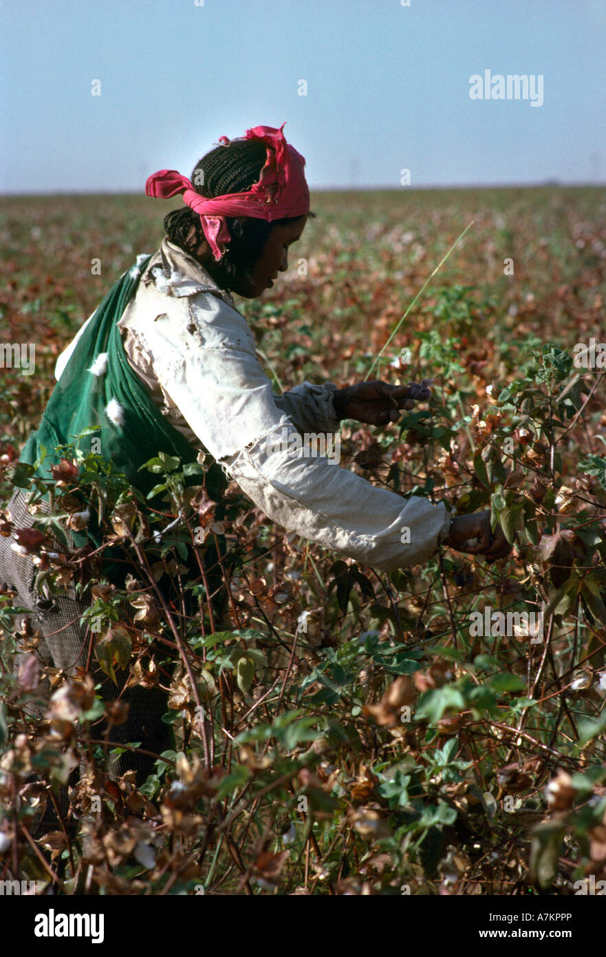 Wadi Medani Sudan Cotton Picking Stock Photo
