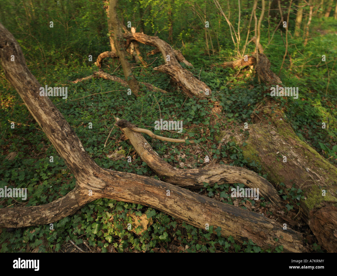 Decaying Tree in Wood Stock Photo