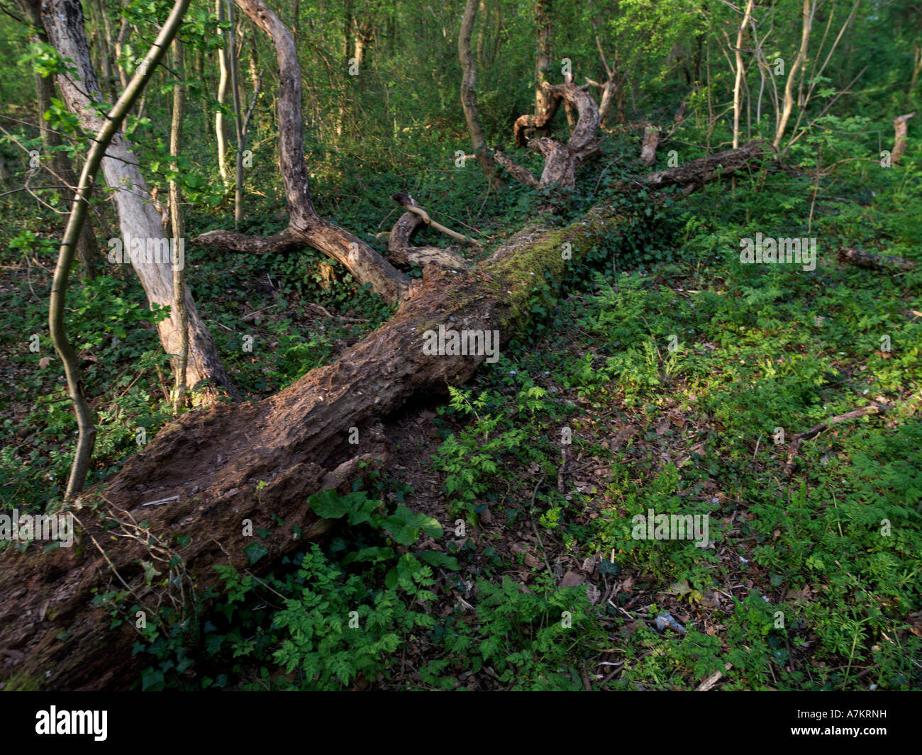 Decaying Tree in Wood Stock Photo