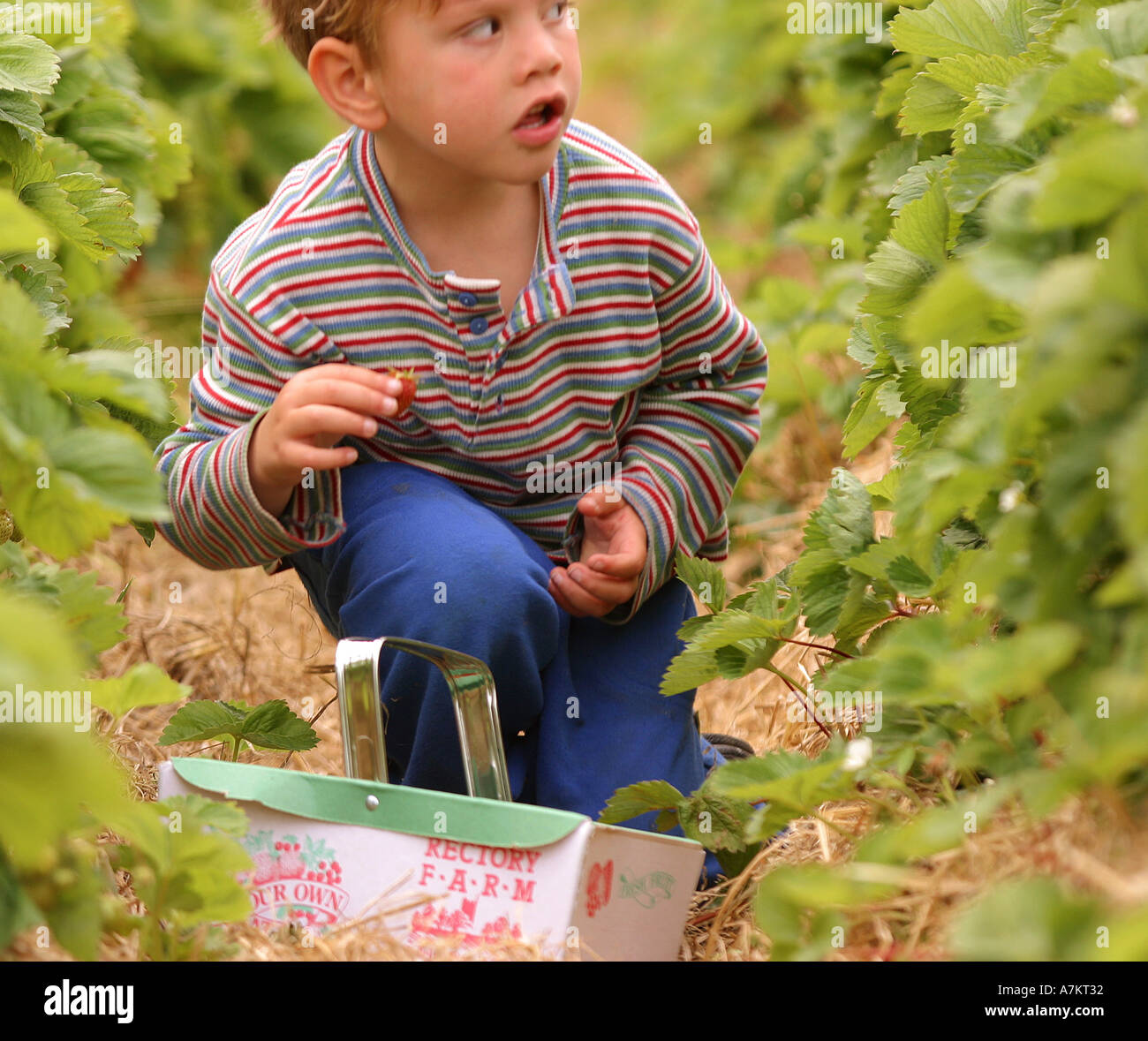 Child in strawberry row Stock Photo