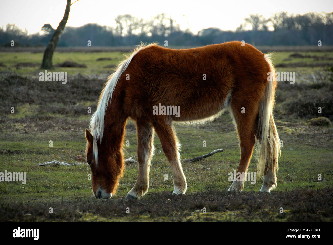 New Forest Pony by Clive Rowley EDITORIAL USE ONLY Stock Photo