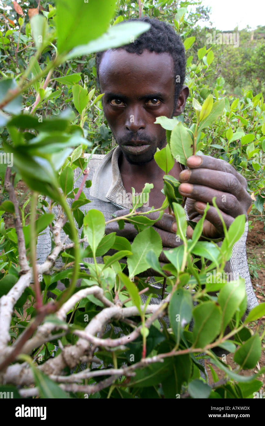 Ethiopia - Farmer harvests leaves of the plants drug Chat at his farm near Harar Stock Photo