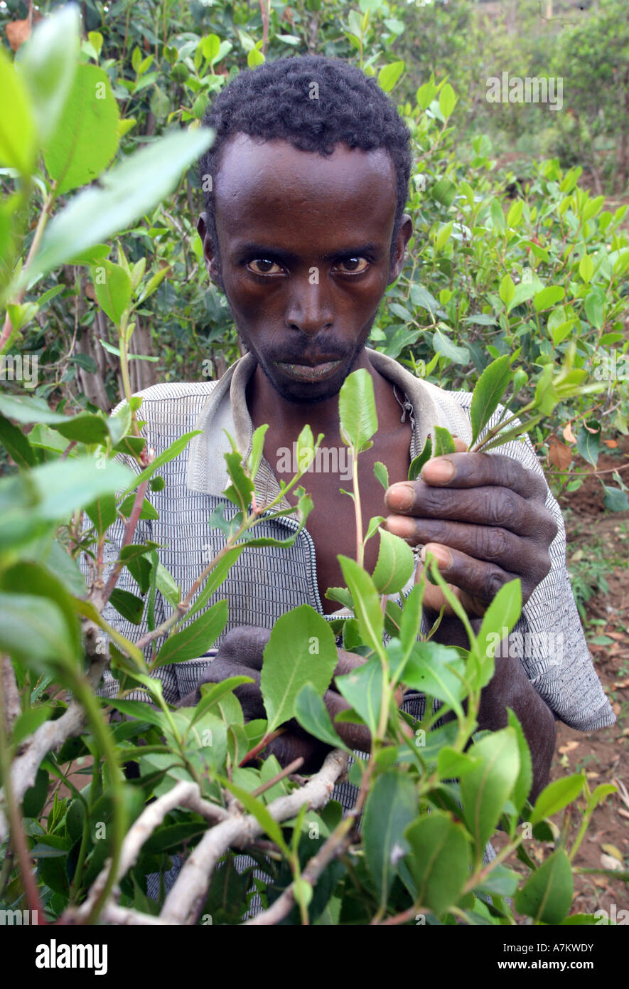 Ethiopia - Farmer harvests leaves of the plants drug Chat at his farm near Harar Stock Photo