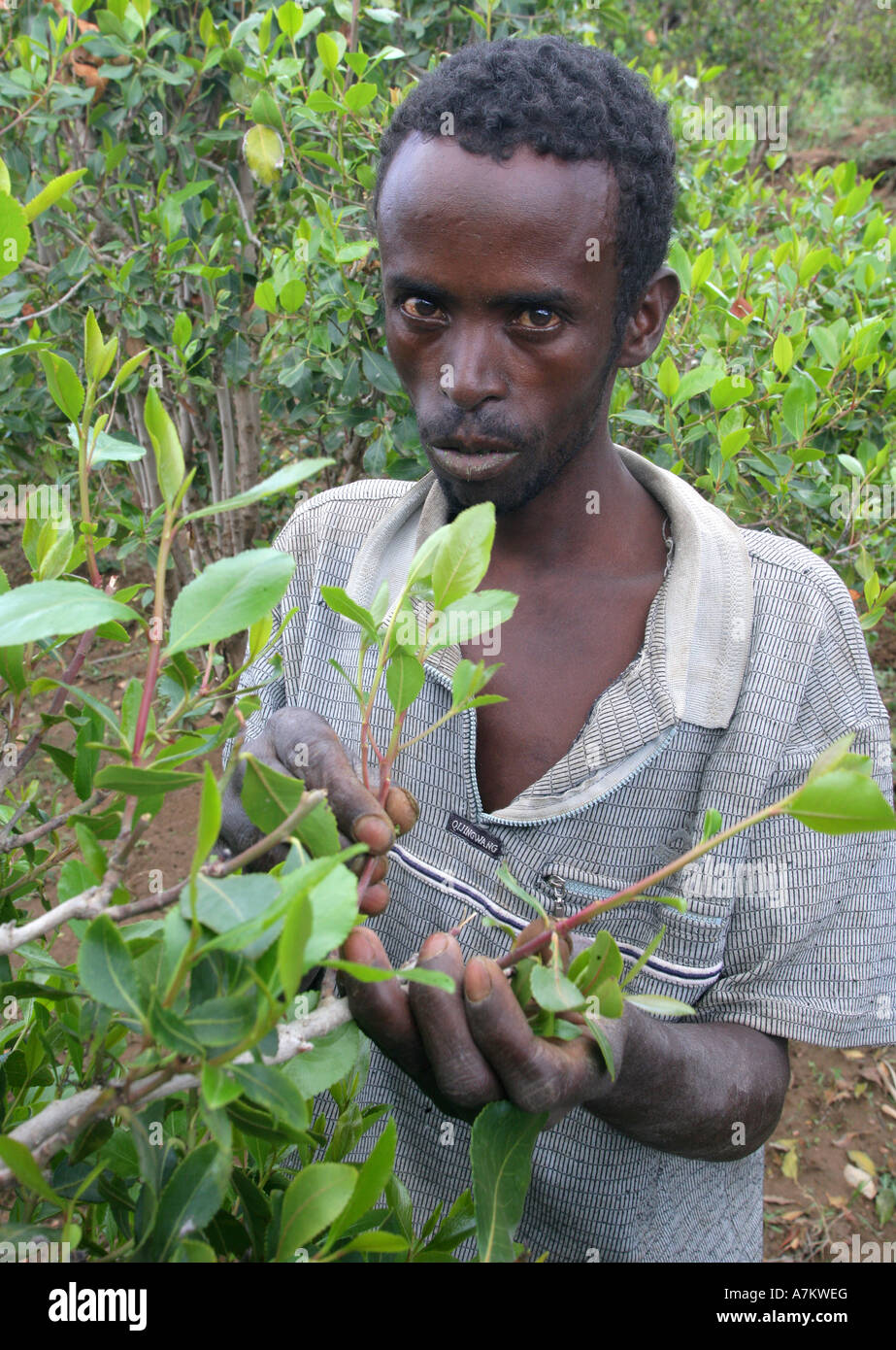 Ethiopian chat
