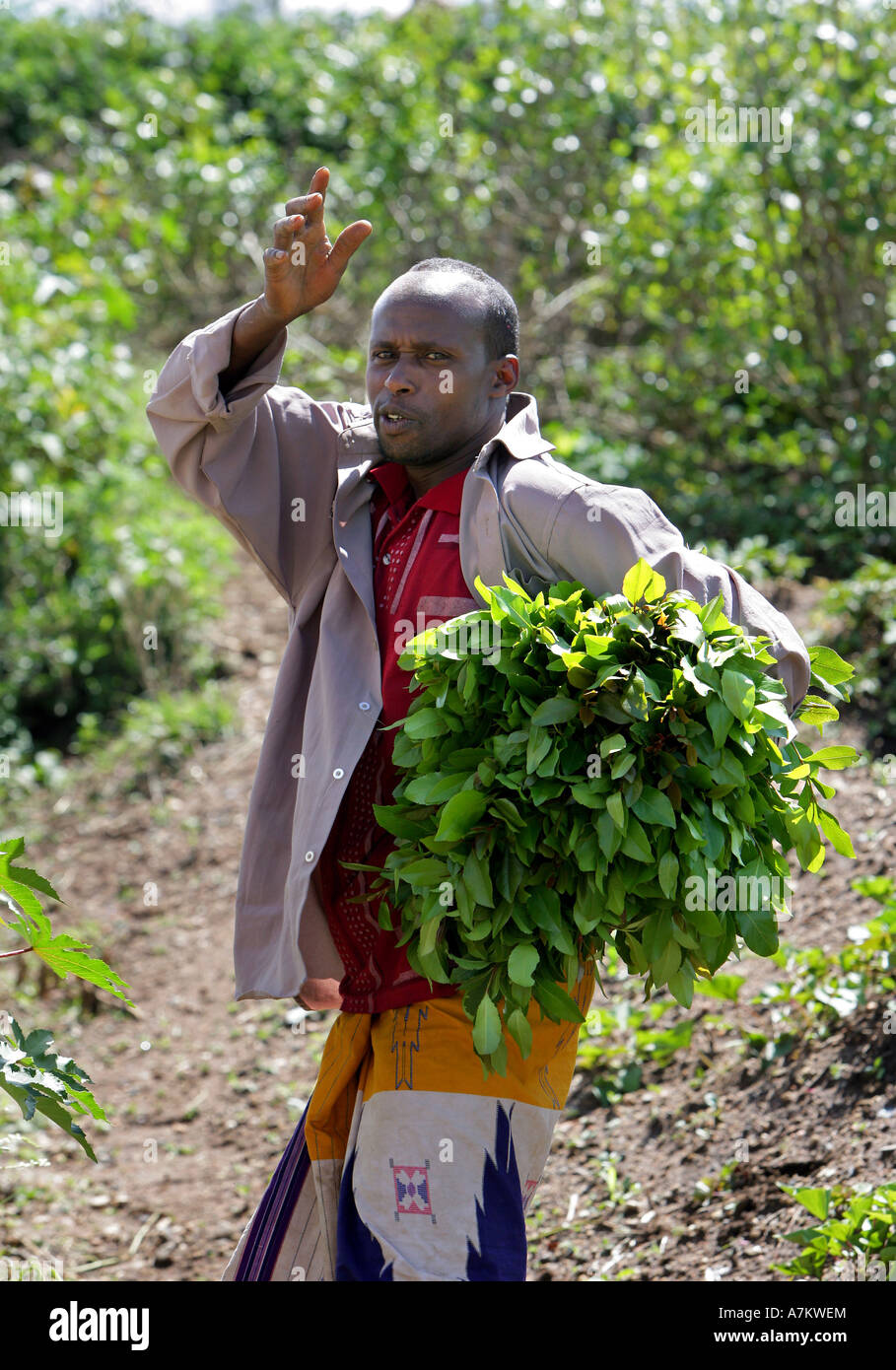 Ethiopia - Farmer harvests leaves of the plants drug Chat at his farm near Harar Stock Photo