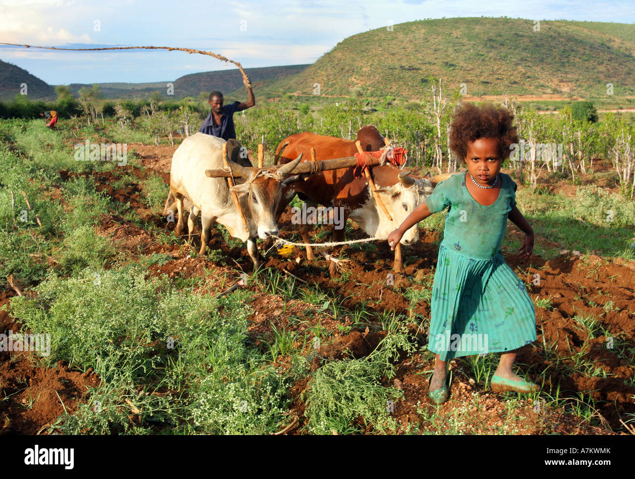 Ethiopia - a girl leads cattles in plowing her families farmland Stock Photo