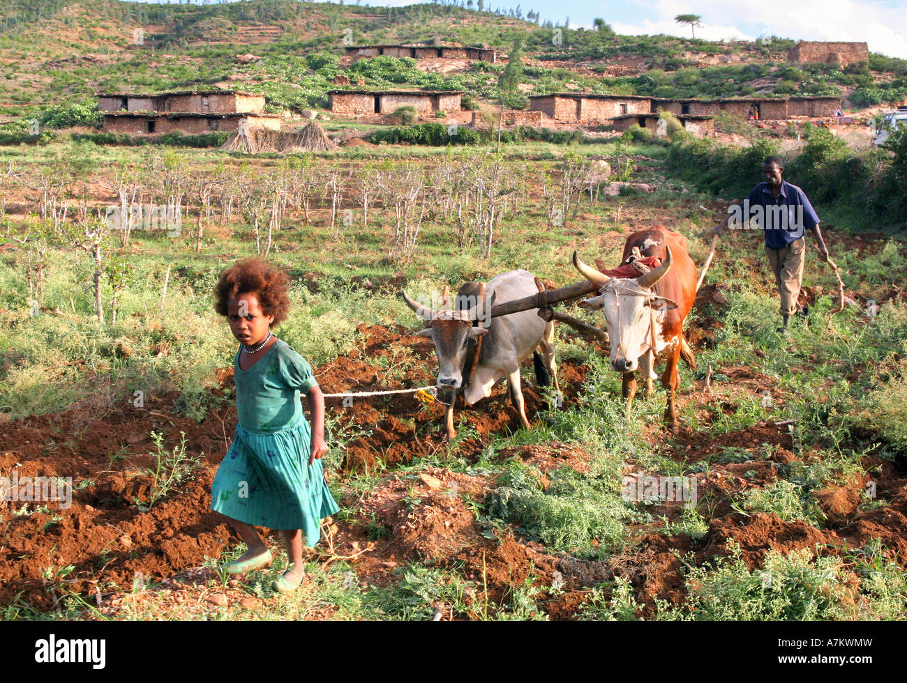 Ethiopia - a girl leads cattles in plowing her families farmland Stock Photo