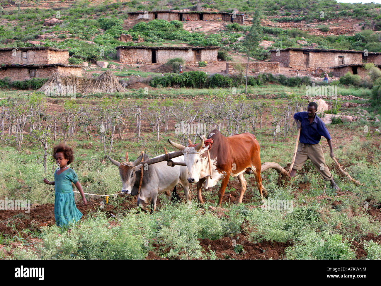 Ethiopia - a girl leads cattles in plowing her families farmland Stock Photo
