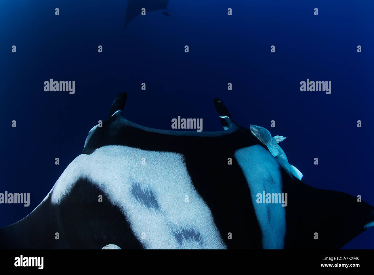 remoras suckerfish on manta ray Manta birostris Remora remora Mexico