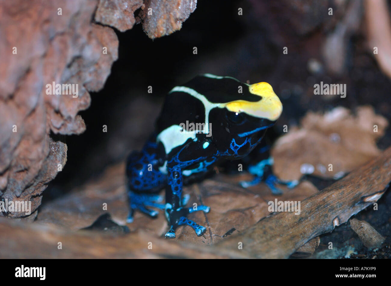 Dyeing Poisen Arrow Frog (Dendrobates tinctorius Stock Photo - Alamy