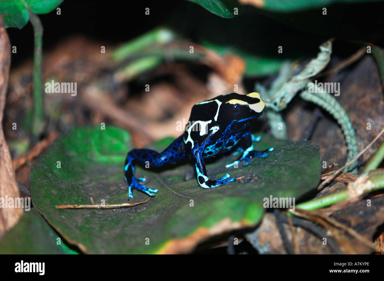 Dyeing Poison Arrow Frog (Dendrobates tinctorius Stock Photo - Alamy