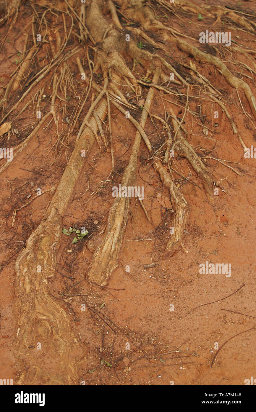 Tendrils Roots Branching tendrils hi-res stock photography and images - Alamy